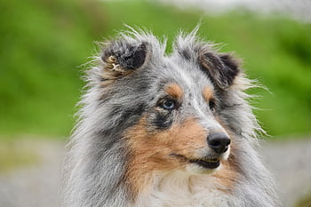 dog, female Dog, shetland Sheepdog, sheltie, dog Bounty, animal, color Blue Merle, muzzle End, purebred Dog, nature, female