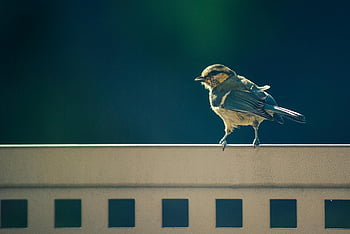 Selective Focus Photography, Tit Bird, Perching, White Metal Wall, bird photography, nature photography, outdoor photography, wildlife photography, small bird, perched bird, metal wall