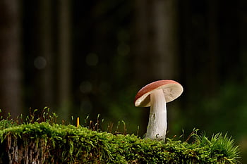 houba, disk houba, malá houba, mech, věda o houbách, les, Příroda