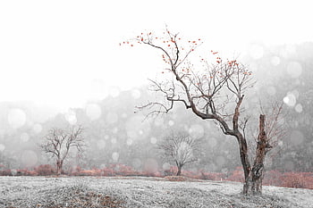 zimní, Příroda, sníh, Sněženka, Korea, ovoce, tomel strom