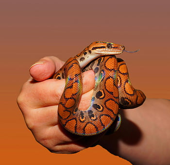 rainbow boa constrictor, vibrant snake, close-up shot, warm background, person holding snake, colorful snake, boa constrictor, snake photography, reptile, pet snake, exotic pet