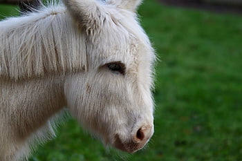 donkey, house Mice, domestic Animal, mammal, nature, white Donkey, animal, ungulate
