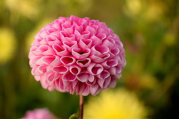 rosa Ball Dahlia, Selektive Fokusfotografie, lebendige rosa Dahlie, Nahaufnahme Blume, komplizierte Blütenblätter, üppiger Sommergarten, Volle Blüte Dahlia, pinke Blume, Garteneinstellung, Blumenfotografie, Ball Dahlie