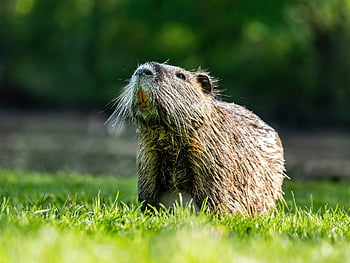 nutria, nature, animal, wildlife, rodent, beaver Rat, rodent Species