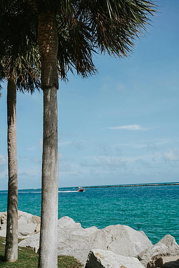 Miami Beach, palm trees, turquoise ocean, blue sky, scenic view, green palm tree, near sea, coastal scenery, tropical beach, ocean view, beach landscape