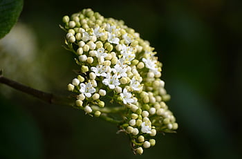 Blossoms belderberry, bezohlední pupeny, bezový květ, starší, bílý, keř, květ, držák kartáč, květenství, sambucus nigra, křičet
