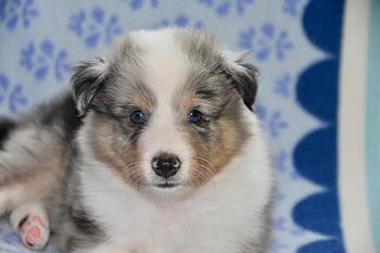 dog, puppy Shetland Sheepdog, dog Pure-breed, shetland Sheepdog Pure Breed, dog Raven, pet, shetland Sheepdog Blue Merle, portrait Puppy, animal, nature, adorable