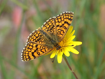 butterfly, dandelion, checkerboard Of The Centáurea, melitaea Phoebe, orange Butterfly
