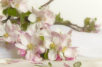 fiori, bocciolo di mela, natura, fioritura, ramo fiorito, fiori di melo, infiorescenza, fiorire, fiore dell'albero da frutto, bianca, rosa