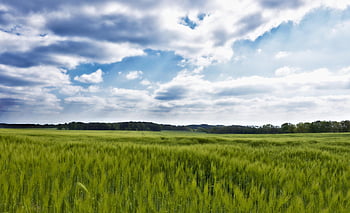 camp, câmp de cereale, cereale, orz, orz câmp, lan, agricultură, peisaj, semănat, vârf ascuțit, câmpuri