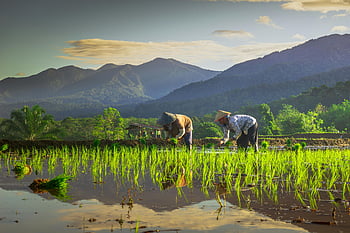 farmers, rice field, Indonesian farmers, tending rice, mountain backdrop, agricultural scene, rural landscape, greenery, water reflection, traditional farming, countryside view