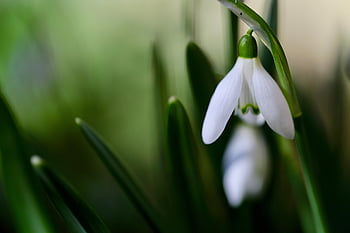 พืชไม้ชนิดหนึ่ง, Galanthus, ความผิดพลาดในช่วงต้น, สัญญาณของฤดูใบไม้ผลิ, ตื่นฤดูใบไม้ผลิ, ใกล้ชิด, ดอกไม้สีขาว, กลีบดอก, ดอก, เบ่งบาน, ธรรมชาติ