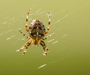 evropský zahradní pavouk, pavouk, hmyz, argiope bruennichi, araneus diadematus, tkadlec, argiope, Bruennichi, web, pavoučí síť, pavoukovec