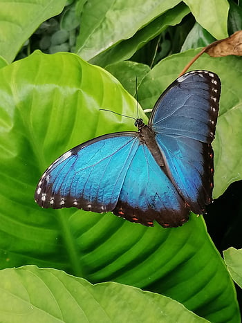 blue Morpho, butterfly, leaf, insect, wings, animal, plant, garden, nature, closeup, blue