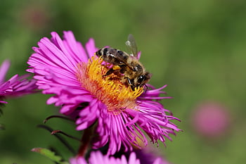 včela, včelí med, hmyz, opylování, opylit, astra, Aster Blossom, okvětní lístky, tyčinek, pyl, pylové kalhotky