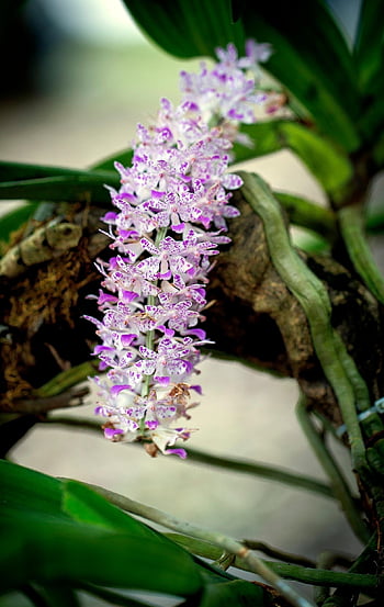 orchids, living In The Rainforest, parasitic, beautiful Flowers, colorful, fragrant, are Loved