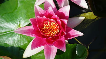 Pink Hibiscus, vibrant pink lotus, blooming lotus, pond flowers, lush green leaves, close-up flower, water lily, pink flower, natural beauty, floral photography, pond plants