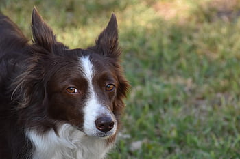 ボーダーコリー、 犬、 ペット、 動物、 犬歯、 毛皮、 鼻、 哺乳類、 自然、 犬の肖像画、 動物の世界
