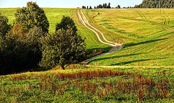 krajina, Příroda, způsob, les, stromy, polní cesta, hory, kopců, Polsko, beskids