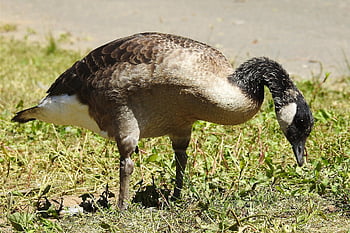 canada Goose, wild Goose, goose, cub, gossip, water Bird, lake, pond, wildlife, waterfowl, nature