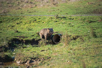 wombat, nature, animal, drain Pipe, common Wombat, vombatus Ursinus, bare-nosed Wombat, marsupial, mammal, herbivore, wildlife