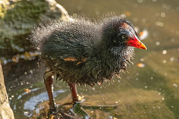 uccello, fagiano di montagna, flusso, rotaia, Rallidae, natura, animale, uccello acquatico, stagno, foto di animali