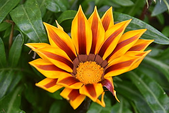 poklad květina, africké sedmikrásky, Gazania, gazánie rigens, žlutý květ, flóra, Příroda, růst, oranžová květina, zelená, zblízka