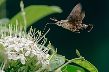 hummingbird Hawk-moth, flowers, pollination, nature, forest, flower Wallpaper, animal, plant, beautiful Flowers, foliage, flora