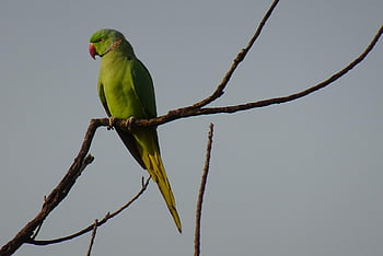 bird, parakeet, green, tropical, nature, parrot, fauna, rose-ringed Parakeet, psittacula Krameri, ring-necked Parakeet, rajasthan