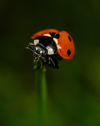 slunéčko sedmitečné, hmyz, tráva, beruška brouka, posazený, brouk, list, rostlina, zvíře, Příroda, coccinellidae
