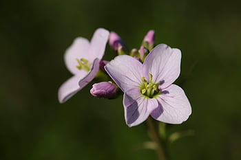 hede orkidé, Eng Skumurt, Skumurt, cardamine pratensis, lyserød, skumwort, spids blomst, lilla, lys lilla, korsblomstrede, blomster