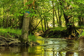 zátoka, proud, potoková banka, krajina, voda, Příroda, řeka, les, scenérie, venkovní, tok