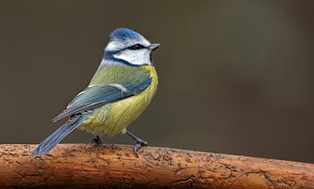 biru, burung, hewan, alam, margasatwa, imut, bulu, fauna, Norway, kongsberg
