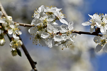 plum Blossom, blossom, bloom, nature, plum Tree, branches, plum, fruit Tree Blossom, bud, plum Buds, spring