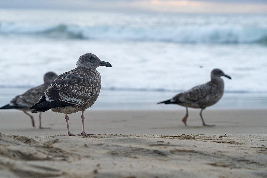 seagulls, bird, animal, gull, feathers, plumage, beak, nature, wildlife, avian, beach