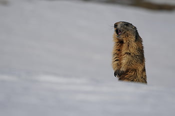 marmot, snow, mountain, animal, nature, wild, dolomites, winter, spring, cold, groundhog