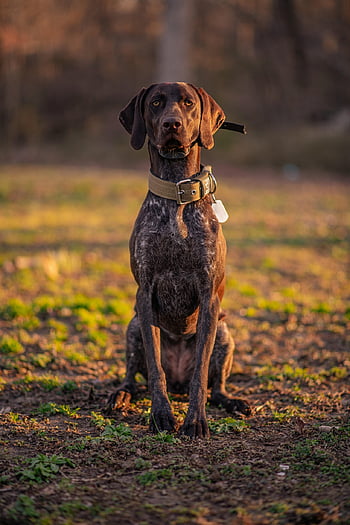 german Shorthaired Pointer, nature, pointer, gsp, dog, sunset, pet, canine, animal, doggie, golden Hour Dog