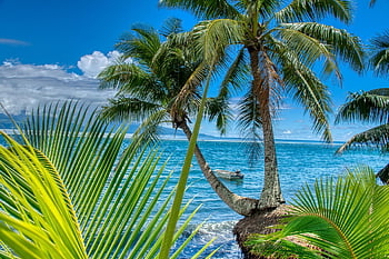 tahiti, palm Trees, sea, tropical, beach, paradise, ocean, travel Destination, scenery, scenic, island