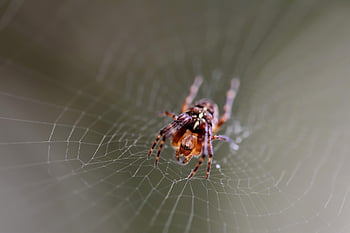 pavouk, pavoučí síť, pavoukovec, zvíře, hmyz, Chyba, entomologie, makro, zblízka