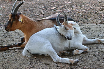 djur-, get, däggdjur, inhemska getter, horn, nötkreatur, natur, arter, gård gård, fauna, lögn