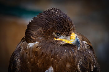 golden Eagle, bird, animal, eagle, bird Of Prey, raptor, wildlife, predator, feathers, plumage, bill