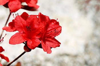 azalea, flowers, plant, petals, flower Wallpaper, royal Azalea, rhododendron, rhododendron Indicum, red Flowers, wildflowers, flower Background
