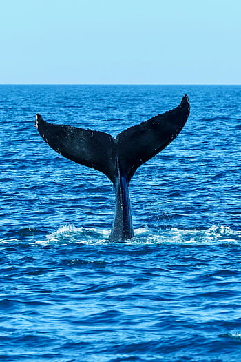whale tail, ocean, blue water, marine life, wildlife, nature, sea, aquatic, tail fin, whale watching, stunning view