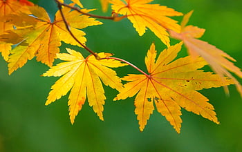 maple Leaves, autumn, leaves, foliage, autumn Leaves, autumn Foliage, autumn Season, fall Foliage, fall Leaves, nature, maple Tree
