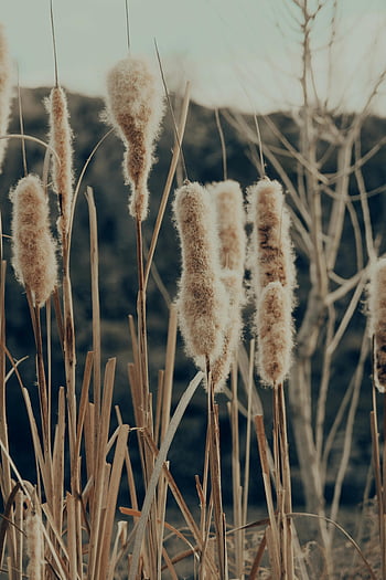 cattails, fluffy cattails, Kayseri wetland, nature's beauty, serene beauty, seeds of cattails, wetland plants, natural scenery, cattail seeds, wetland environment, peaceful nature