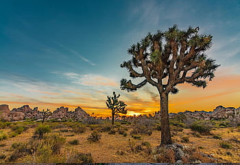 joshua Tree, desert, sunset, tree, national Parks, nature, wilderness