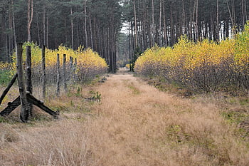 herfst, Bos, natuur, bladeren, landschap, bomen, magie, kleurrijk, het pad, manier