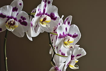 orchid, phalaenopsis, beautiful Flowers, nature, blossom, flower Background, bloom, flower Wallpaper, butterfly Orchid, exotic, flower Panicle