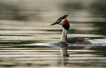 great Crested Grebe, lake, water, bird, nature, water Bird, animal World, swim, bill