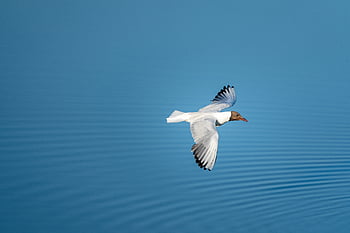 flying bird sky, animal, avian, birdwatching, blue, copy space, feather, flight, fly, freedom, isolated